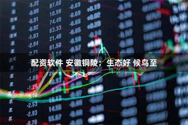 配资软件 安徽铜陵：生态好 候鸟至