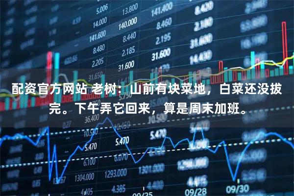 配资官方网站 老树：山前有块菜地，白菜还没拔完。下午弄它回来，算是周末加班。